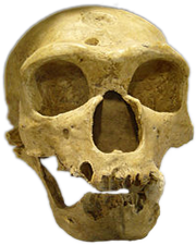 Neandertaler Schädel